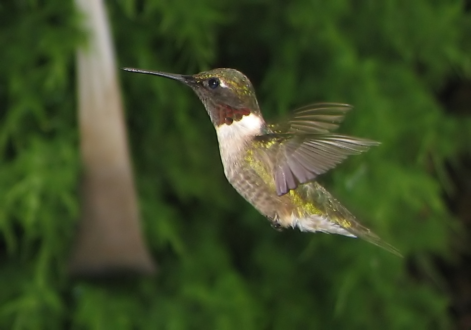 Google Hummingbird is what I believe to be the final warning from Google for marketers to clean up their act. Create quality content for Google or else!!!